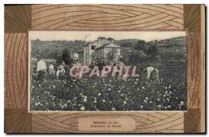 Old Postcard Grasse picking roses