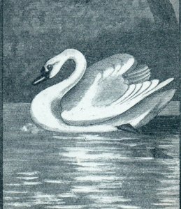 1880s Engraved Programme Beautiful Swan Pond Lake Scene P197