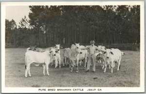 JESUP GA PURE BRED BRAHMAN CATTLE ANTIQUE REAL PHOTO POSTCARD RPPC