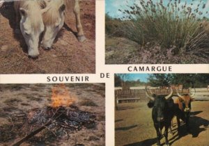 France Camargue Multi View With Wild Horses