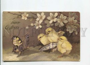 482177 EASTER Little Chicken & Huge BUTTERFLY Vintage postcard