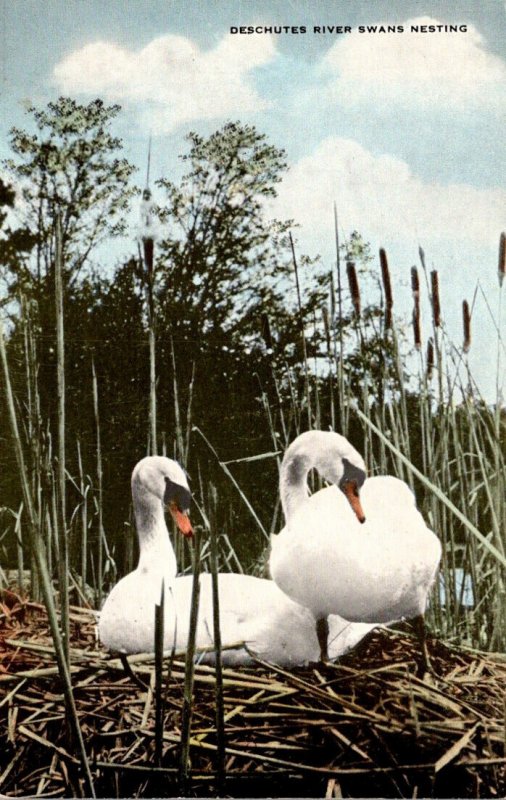 Oregon Deschutes River Swans Nesting