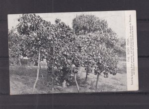 VICTORIA, BOSC PEAR TREES, c1910, Farm Life, Crown Lands ppc., unused.