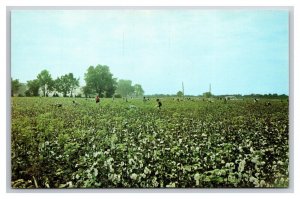 National Cotton Picking Contest Blytheville Arkansas AR UNP Chrome Postcard Z6