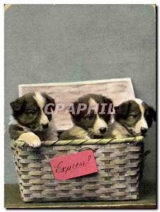 Postcard Old Dogs Dog Express