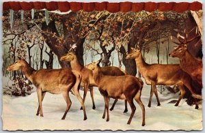Bremen Überseemuseum Hirsche Im Winterwald Deer Postcard