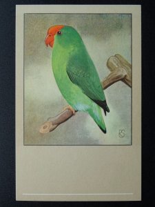 Bird Theme ABYSSINIAN LOVE BIRD c1950s Postcard by P. Sluis Series 7 No.76