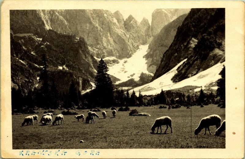 RPPC Sheep in Mountains Kranjska Gora Slovenia Real Photo Postcard