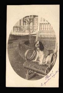 3005369 Lovely SPANIEL in wicker armchair Vintage REAL PHOTO