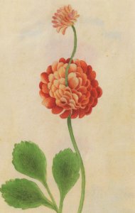 Anemone Coronaria Flowers Italian 17th Century Painting Postcard