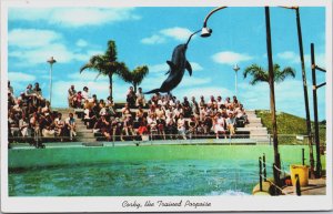 Corky The Trained Porpoise Dolphin Miami Florida Chrome Postcard C207