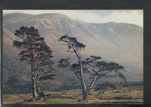 Scotland Postcard - Ben Nevis From Glen Nevis, Inverness-shire  T4543