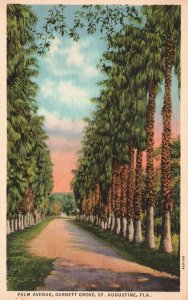 Vintage Postcard 1920's Palm Trees Avenue Pathway Garnett Grove St. Augustine FL