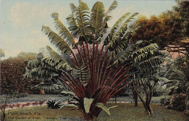 Florida Palm Beach Travelers' Palm The Garden Of Eden