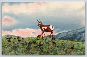Wyoming~Yellowstone Natl Park~Gardiner Entrance~Antelope Walking~Linen Postcard