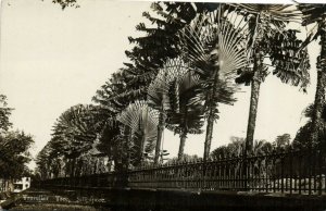 PC CPA SINGAPORE, TRAVELLER TREE, Vintage REAL PHOTO Postcard (b18710)