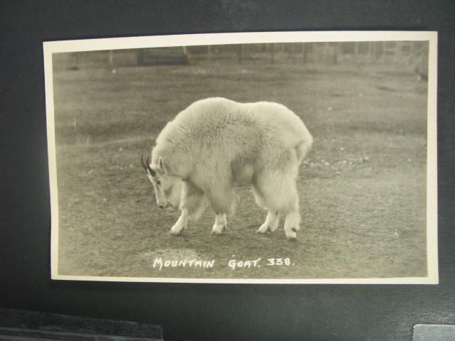 BYRON HARMON REAL PHOTO MOUNTAIN GOAT Old Postcard