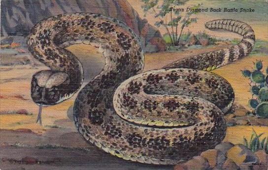 Texas Dallas Texas Diamond Back Rattle Snake