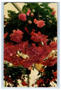 Vintage Boegonia Hanging Basket Santa Cruz, California Postcard P71E