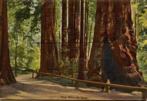 Folder - CA, Big Trees Park, Santa Cruz County     18 views + narrative