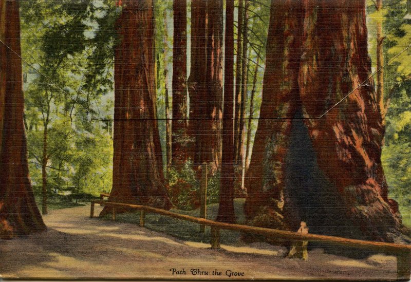 Folder - CA, Big Trees Park, Santa Cruz County     18 views + narrative