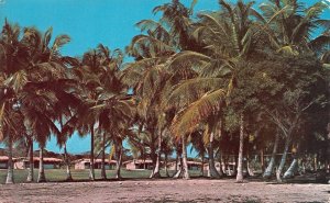 Higuey, Dominican Republic  POINT CANA CLUB  Punta Cana Club  VINTAGE Postcard