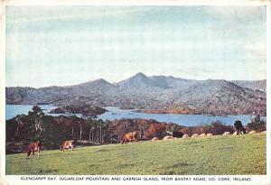 BR68073 glengariff bay cork ireland cow vache sugarloaf mountain ireland