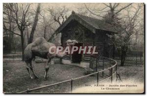 Paris - 5 - Garden Plants - The Camel - camel - Old Postcard