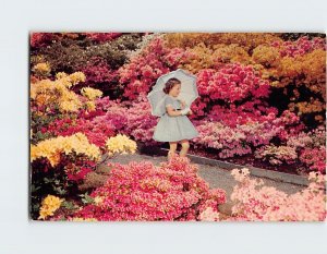 Postcard In late May the azaleas of Washington Park in Portland Oregon USA