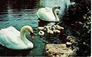 PC6777 SWANS, SPRING LAKE, CALIFORNIA