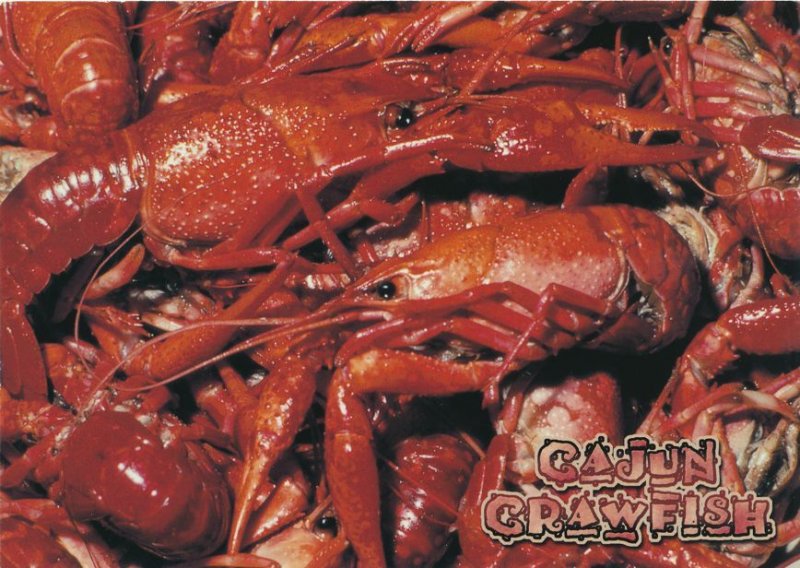 Cajun Crawfish LA, Louisiana - Yum! Yum! (A Postcard)