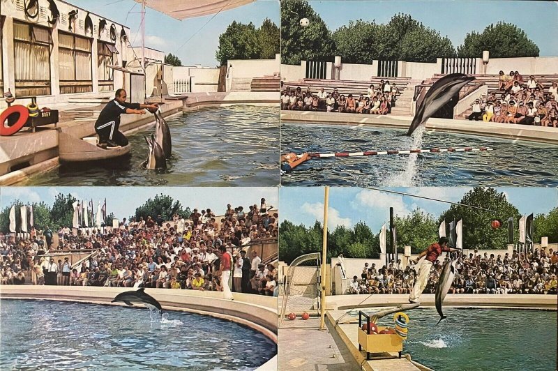 Romania Constanta Dolphinarium dolphin trainer show postcards lot 