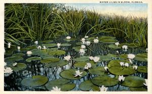 Water Lilies in Bloom, Florida