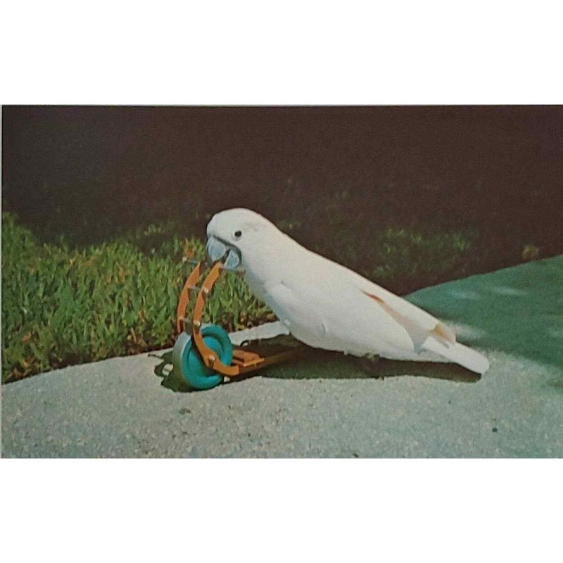 Tonto Cockatoo White Riding Scooter Parrot Jungle Miami Florida Postcard