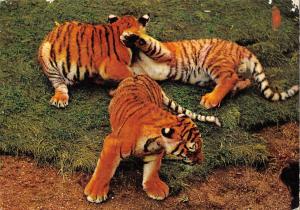 BR89022 tiger tigre   animal animaux