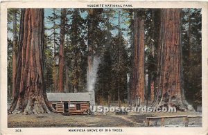 Mariposa Grove of Big Trees - Yosemite National Park, CA