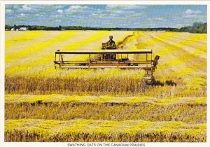 Canada Swathing Oats On The Canadian Prairies