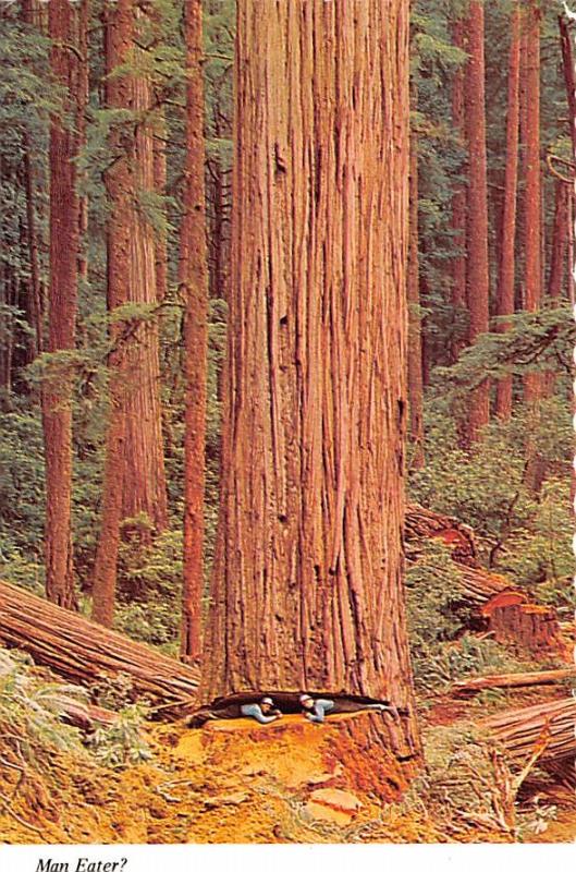 Man Eater - California Redwoods