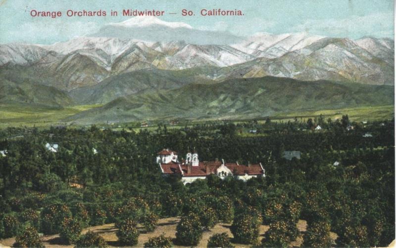 Orange Orchards in Midwinter Southern California CA Calif c1906 Postcard E7