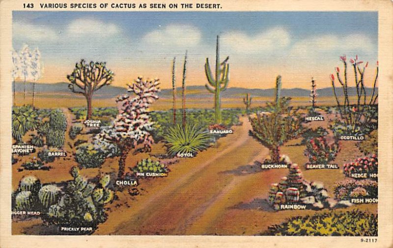 Various Species of Cactus on Desert 1940 