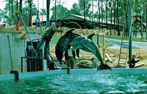 Georgia Atlanta Six Flags Over Georgia Dynamic Duo Performing Porpoises