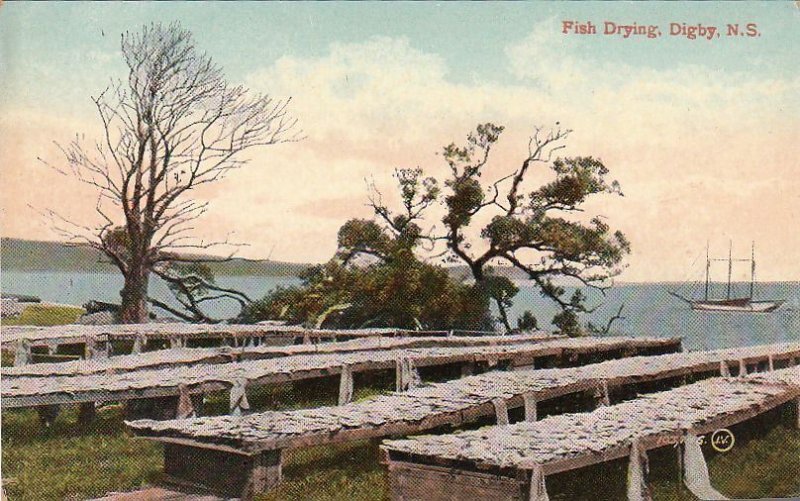 Postcard Fish Drying Digby NS Canada