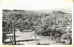 RPPC The Arizona Desert Seen from Picture Rocks Near Tucson Arizona