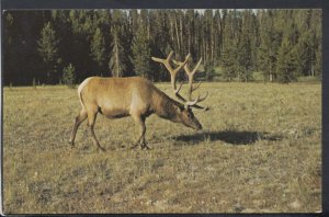 Animals Postcard - Bull Elk (Wapiti), Yellowstone National Park - Posted RS11597