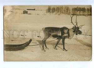 190763 SWDEN FINLAND Lapland deer Vintage photo RPPC TORNIO
