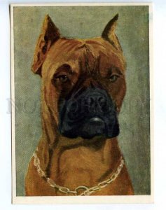 218622 POLAND boxer dog w/ chain old postcard