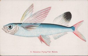 Postcard Hawaiian Flying Fish Malolo