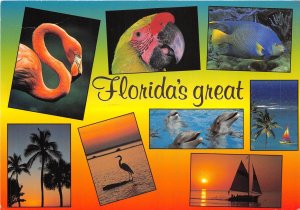 US12 USA FL Florida fauna multi view flamingo parrot 1999