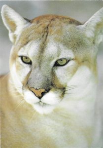 Mountain Lions Range from British Columbia to South America  4 by 6