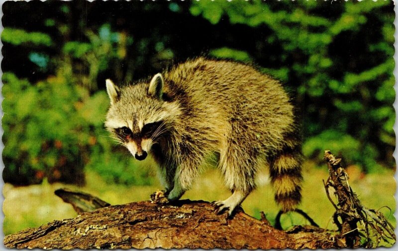 Maine Vactionland Raccoon ME Postcard VTG UNP Dexter Vintage Unused Chrome 